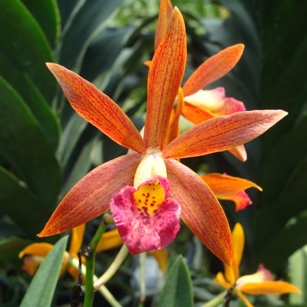 Brassocattleya Yellow Splash Red 'Big' (BC140)