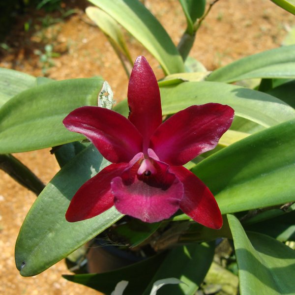 Cattleya Netrasiri Fame (BC141)