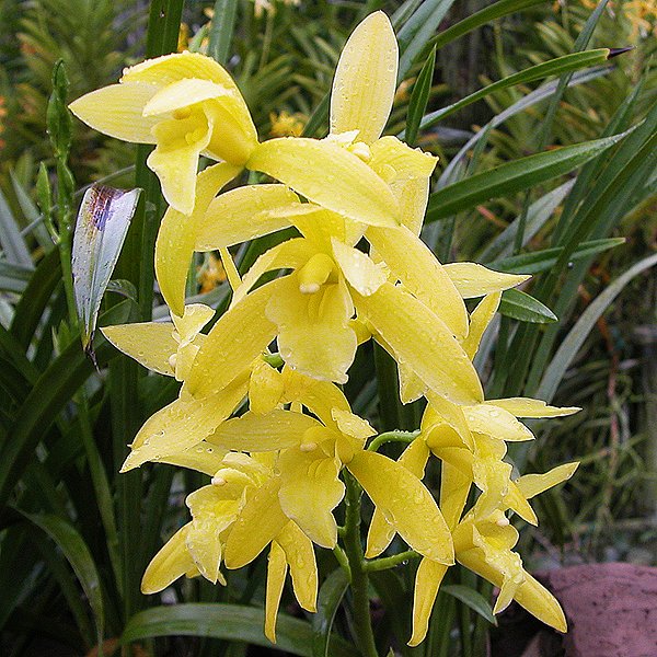 Cymbidium Golden Elf 'Sundust' HCC/AOS (BO102)