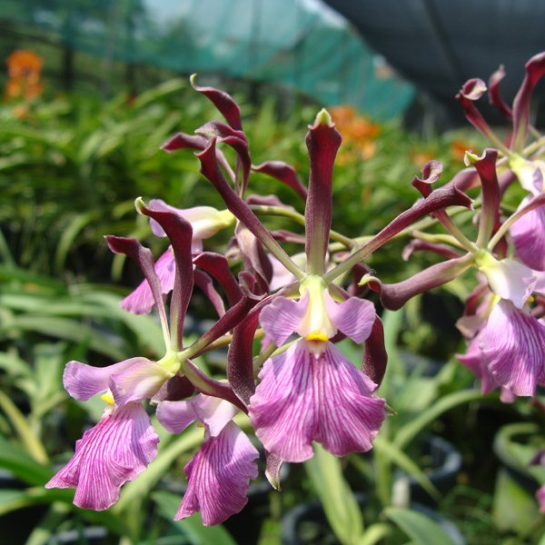Epidendrum Elatum × Epidendrum Atropurpurtum (C075)