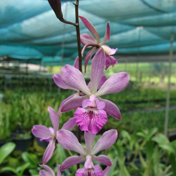 Epidendrum Keith Roth Purple Glory (C100)