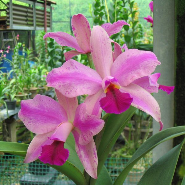 Cattleya violacea 'Yen' (C120)