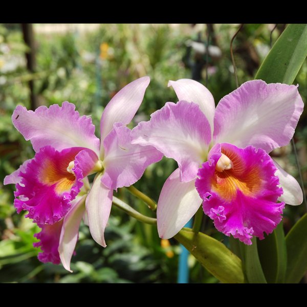 Brassolaeliocattleya Pink Diamond (C143)