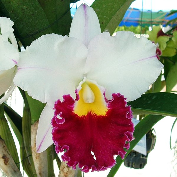 Laeliocattleya Chyong Gun Swan 'Ruby Lip' AM/OSROC (C160)