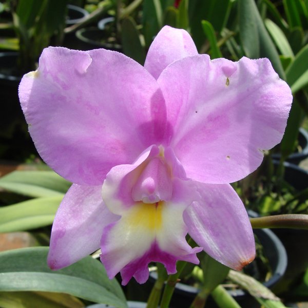 Laeliocattleya Hsinying Skies 'Ching Hua' (C162)