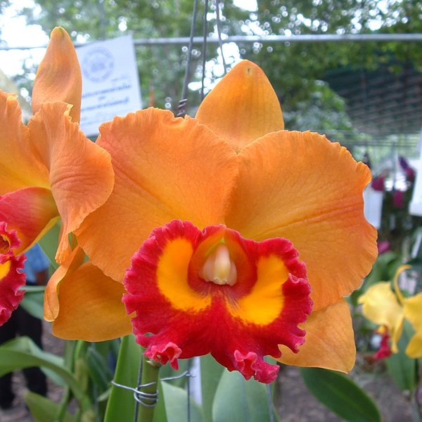 Brassolaeliocattleya Yen 24 Karat (C171)