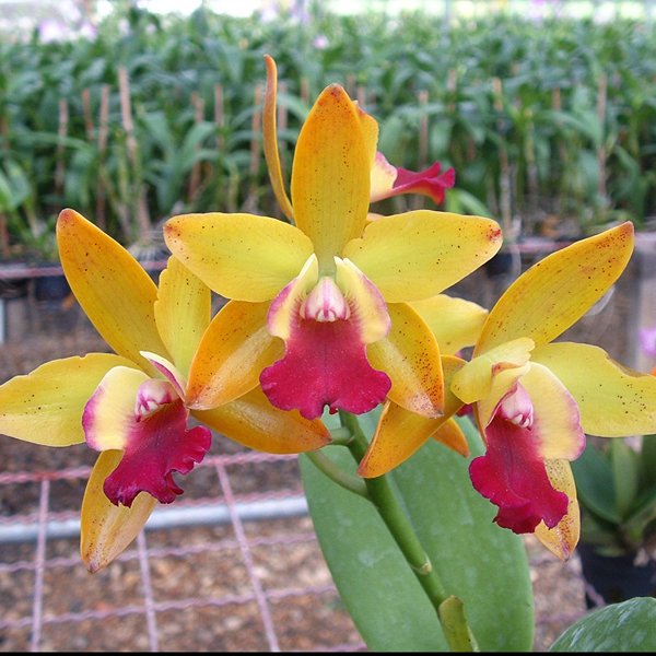 Laeliocattleya Varut Jungle (C178)