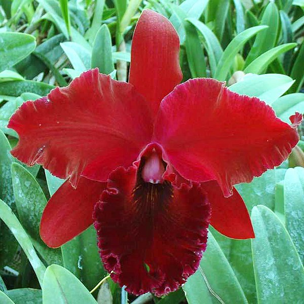 Brassolaeliocattleya orchid