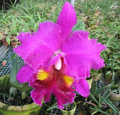 Brassolaeliocattleya Lucky Strike 'Mongkoltrakul' FCC (C213)
