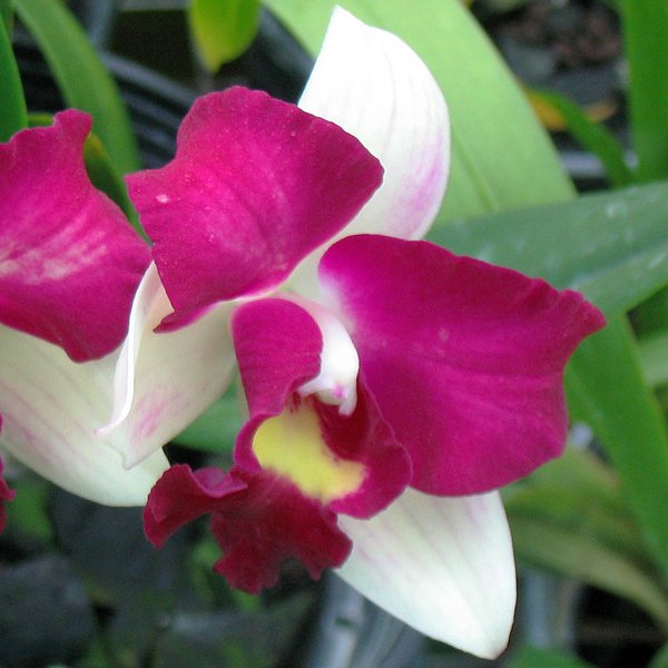 Brassolaeliocattleya Haw Yuan Beauty '187' (C214)