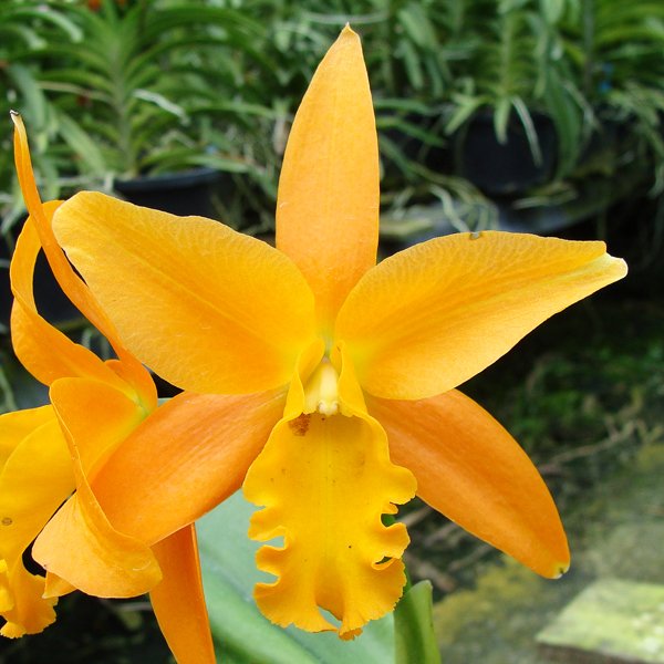 Potinara Wattana 'Gold' (C218)