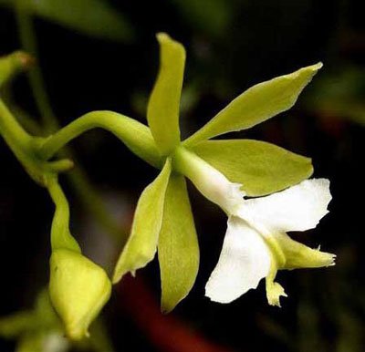 Epidendrum Stamfordianum Var Alba (C219)