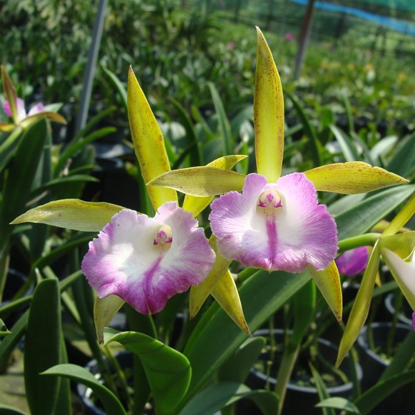Brassocattleya Nodata 'Maili' HCC/AOS (C228)