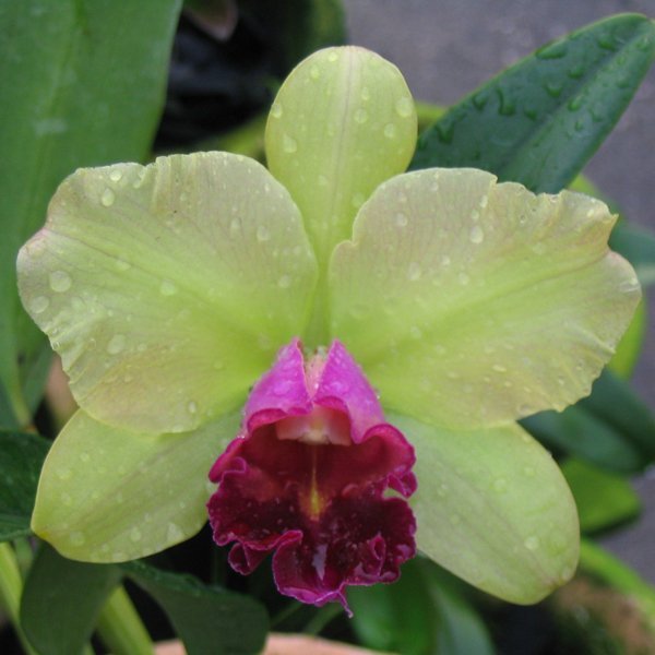 Brassolaeliocattleya Yen Surprise 'Yen' (C230)