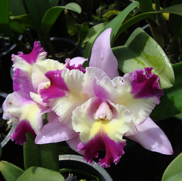 Laeliocattleya Mari's Song 'CTM 217' HCC/AOS (C231)