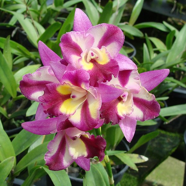 Hawkinsara Sogo Doll 'Little Angel' AM/AOS (C232)