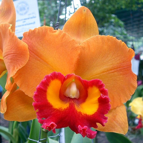 Brassolaeliocattleya Yen 24 Karat (C237)