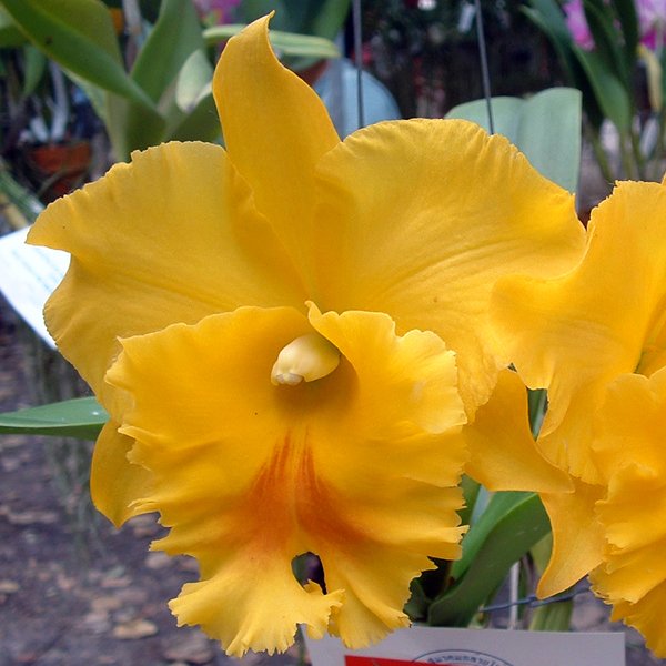 Brassolaeliocattleya Haadyai Delight 'Bang Prom Gold' AM/CST (C250)