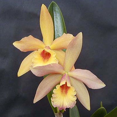 Brassolaeliocattleya Golden Tang × Blc Love Song (C262)