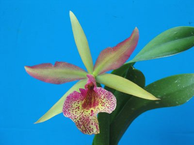 Brassolaeliocattleya Keowee 'Wings of Fire' (C267)