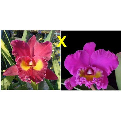 Brassolaeliocattleya Bryce Canyon × San Yang Ruby (C272)