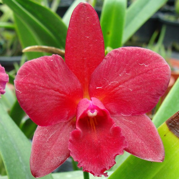 Sophrolaeliocattleya Anzac Jewel (C275)