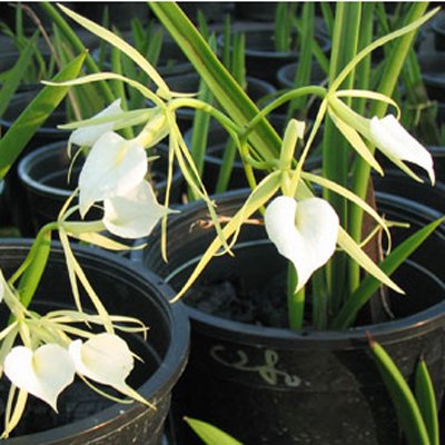 Brassavola Little Star (C280)