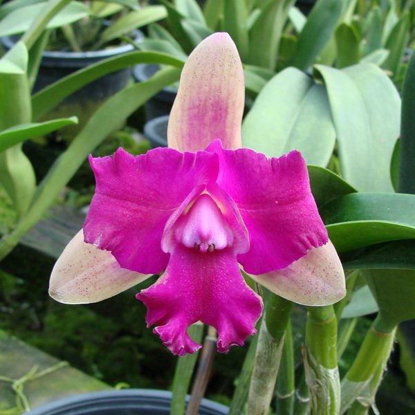Cattleya Yen Red Face (C281)