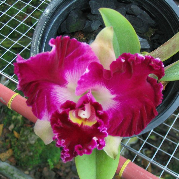 Laeliocattleya Chan Hsiu Jewel 'Shang Mei' (C282)