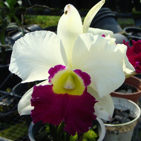 Laeliocattleya Robert Good News (C287)