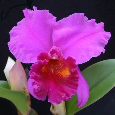 Brassolaeliocattleya Mem. Crispin Rosales `Victory' HCC/AOS (C295)