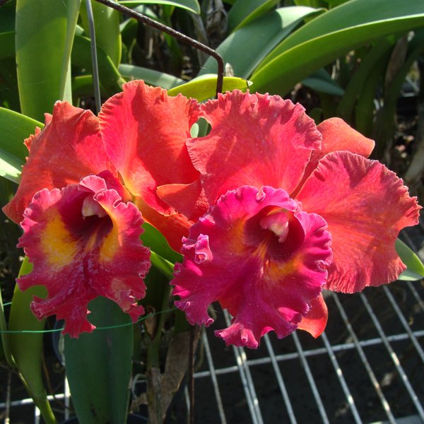 Brassolaeliocattleya Tainan City (C298)