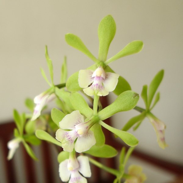 Epidendrum floribundum (C299)