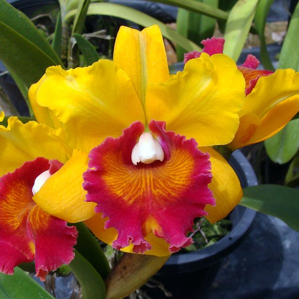 Brassolaeliocattleya Varut Raine-Gold (C301)