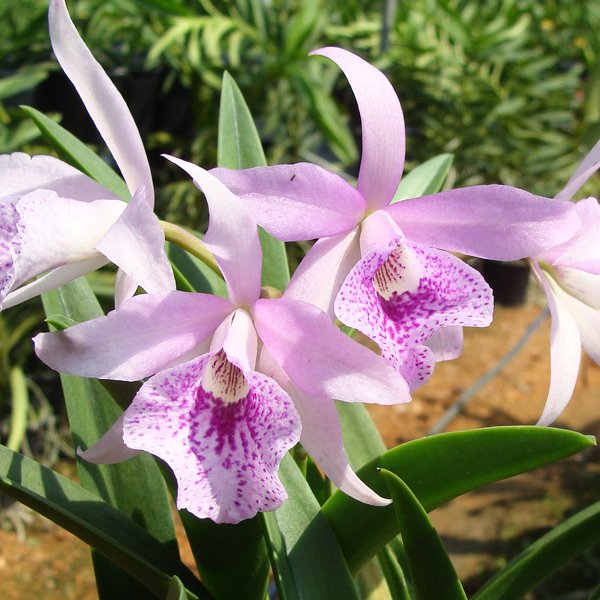 Brassocattleya Maikai (C304)