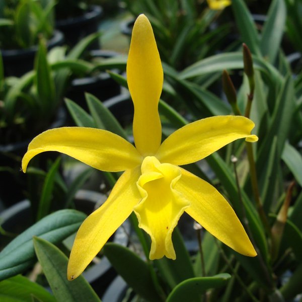 Laeliocattleya Love Song × Bc Yellow Bird (C317)