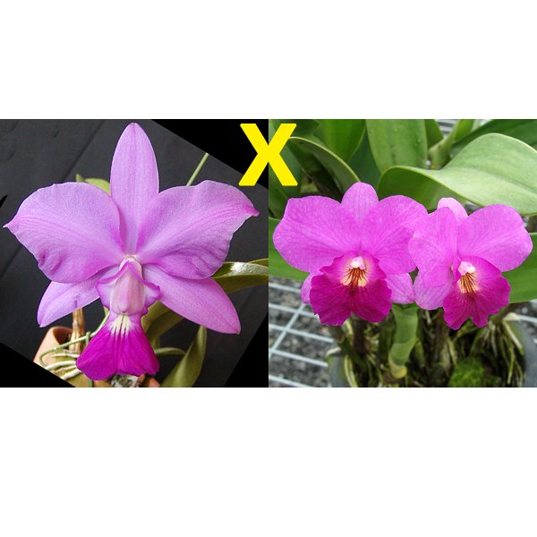 Cattleya Walkeriana × Ctna Rosy Jewel (C321)
