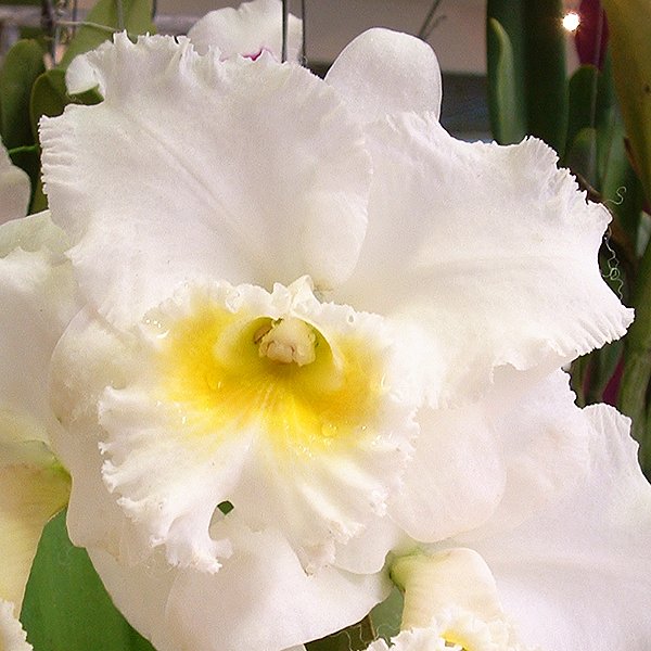 Brassolaeliocattleya Petch Sayam (C327)