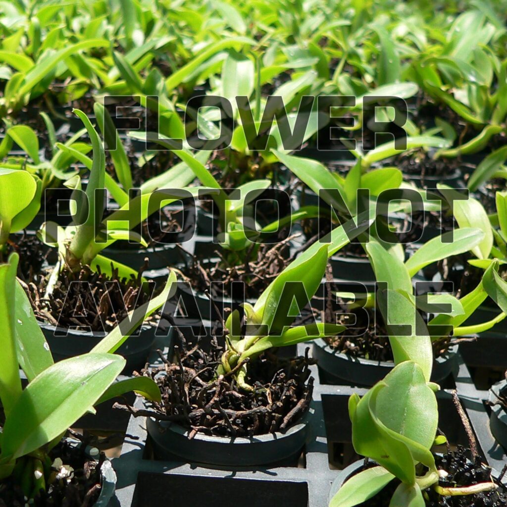 Laeliocattleya Blue Korat (C330)