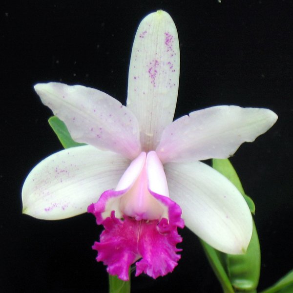 Cattleya intermedia var orlata (C333)