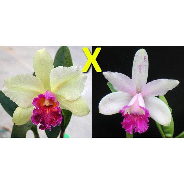 Brassolaeliocattleya Yen Surprise × C intermedia (C338)