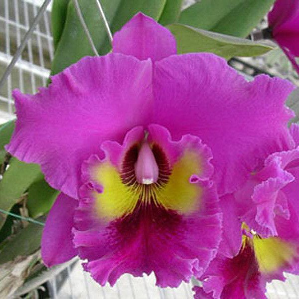 Brassolaeliocattleya King of Taiwan 'Ta-Hsin' #1 AM/AOS (C341)