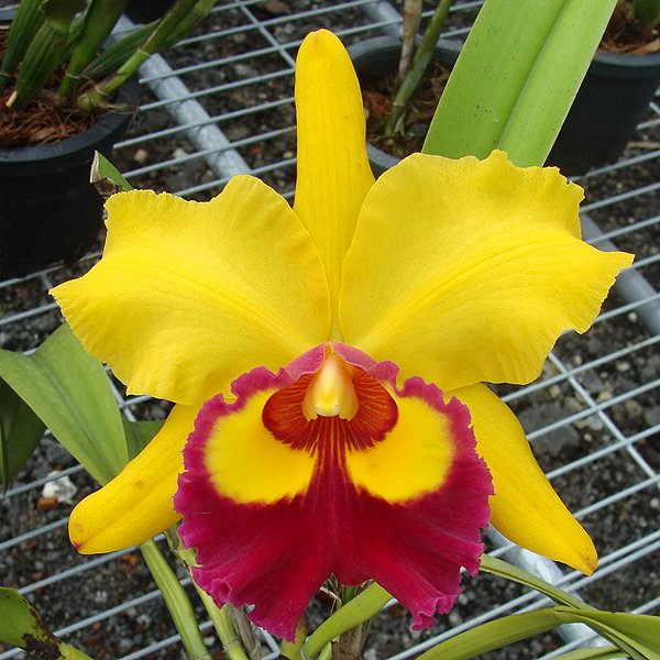 Brassolaeliocattleya Chunyeah 'Good Life Ai' AM/AOS (C344)