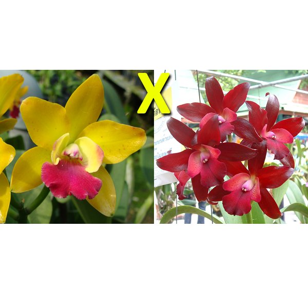 Laeliocattleya Loog Tone × Netrasiri Fireball (C348)