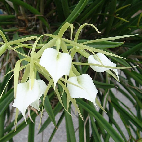 Brassavola nodosa (C355)