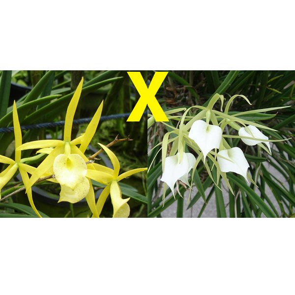 Brassavola Yellow Bird × nodosa (C356)