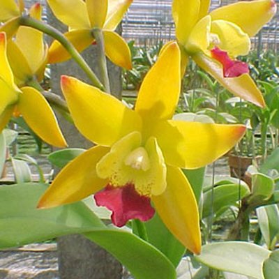 Sophrolaeliocattleya Netrasiri Doll 'Bicentenial' (C5)