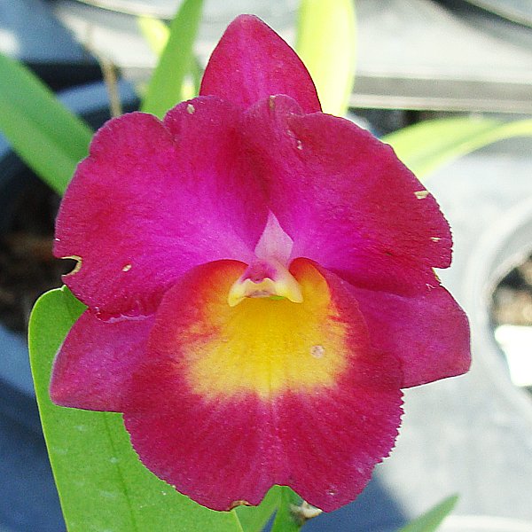 Cattleytonia Why Not 'Roundabout' AM/AOS (C54)