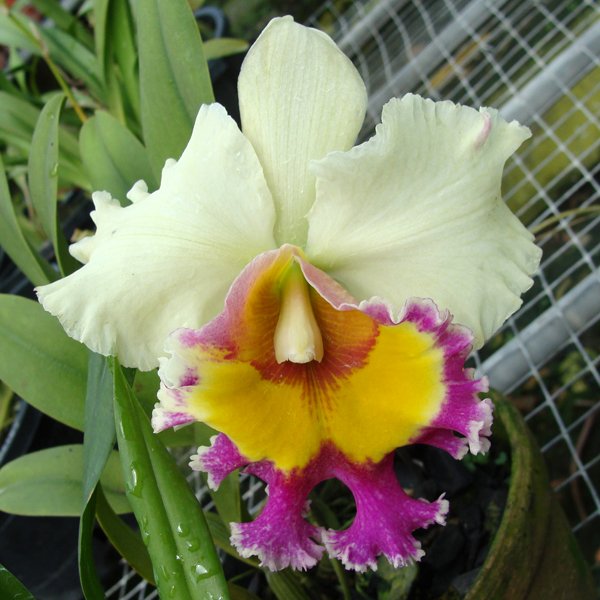 Brassolaeliocattleya Norman's Bay × Blc Greenwich 'Elmhurst' AM/AOS (C73)