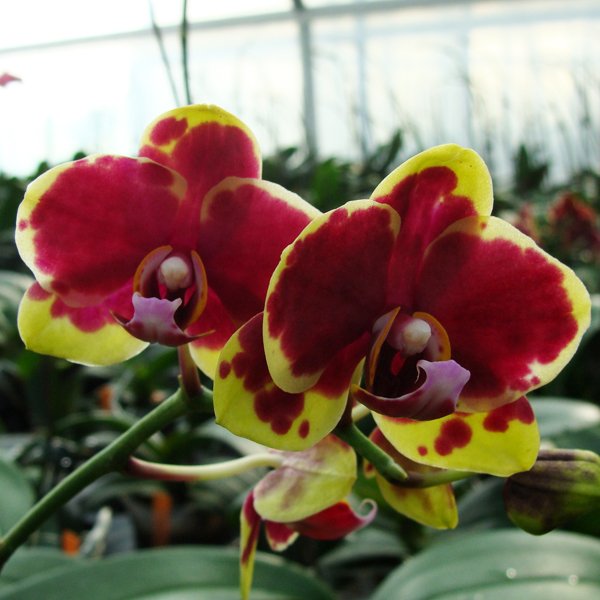 Phalaenopsis Haur Jin Princess × Doritaenopsis [Taisuco Stripe × (Taisuco Gaster - Equestris)] (CH1928)